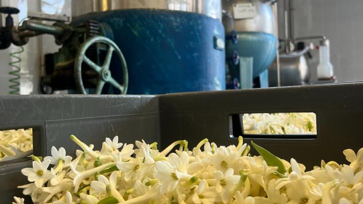 Fleurs à parfum, retour en Grasse